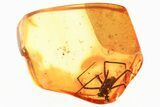 Detailed Fossil Nursery Web Spider (Pisauridae) In Baltic Amber #346389-1